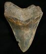 Inch Megalodon Tooth - Nice Color #5006-6